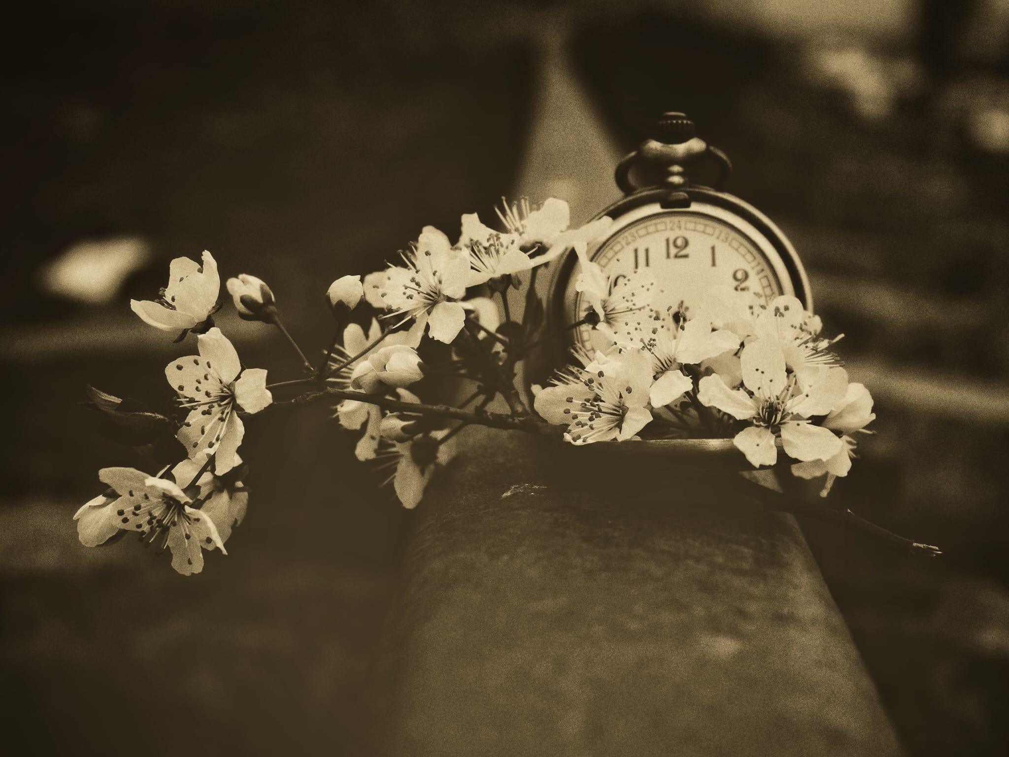 Time in Bloom