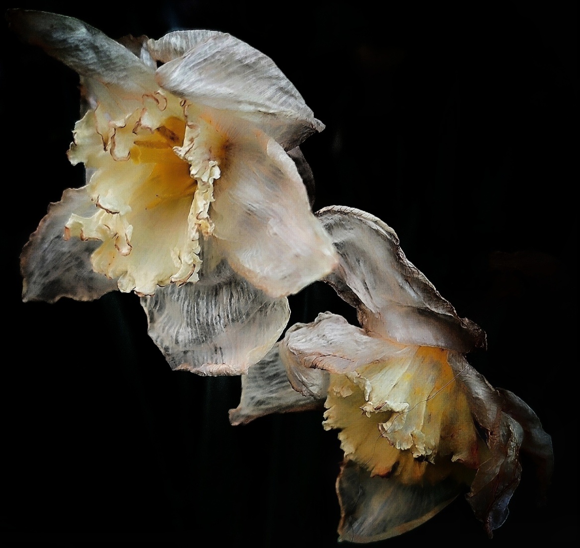Fine art floral photography